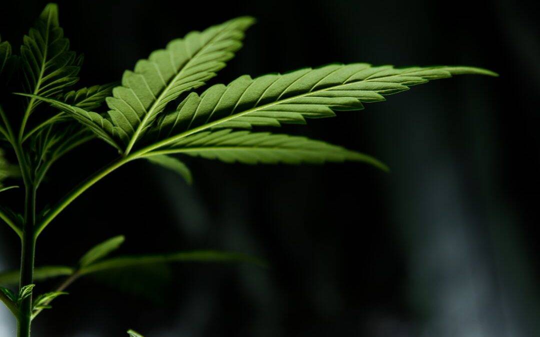 Off-Duty Cannabis Use